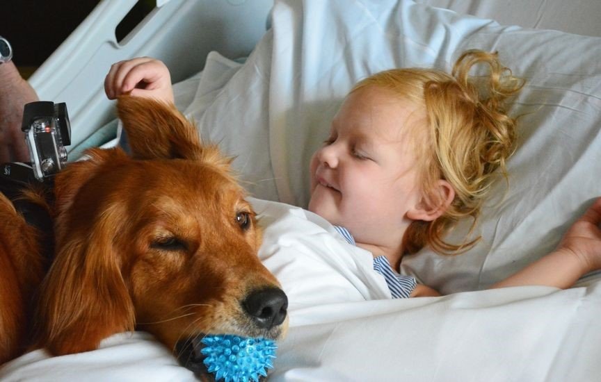 Animal assisted therapy dog and child aat